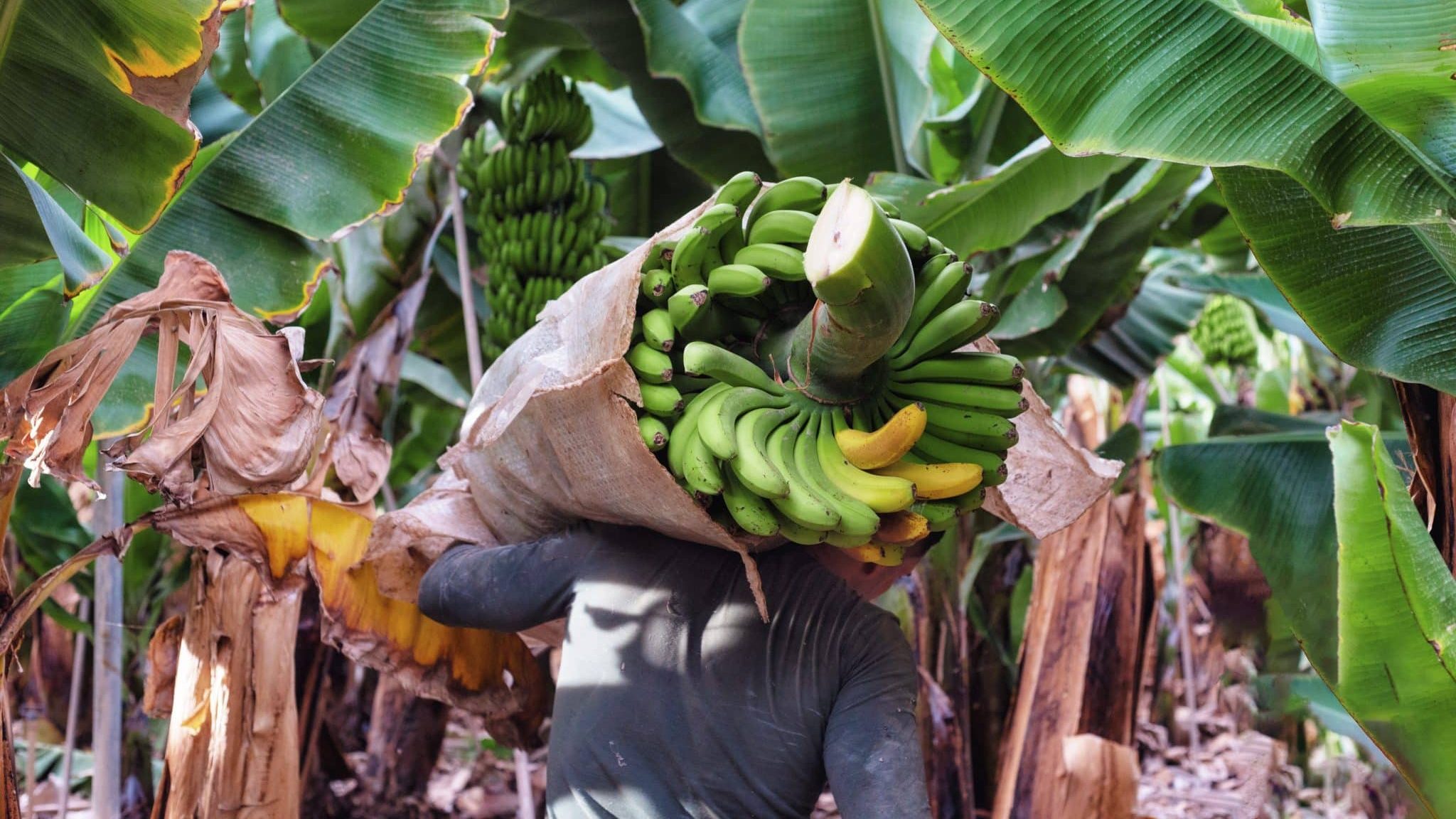 Equifruit, la seule banane que l’on devrait acheter !