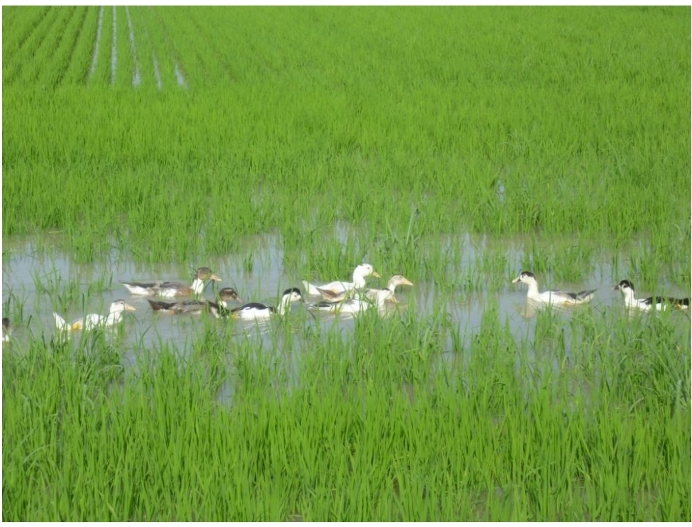 Quand les canards remplacent les pesticides dans les rizières