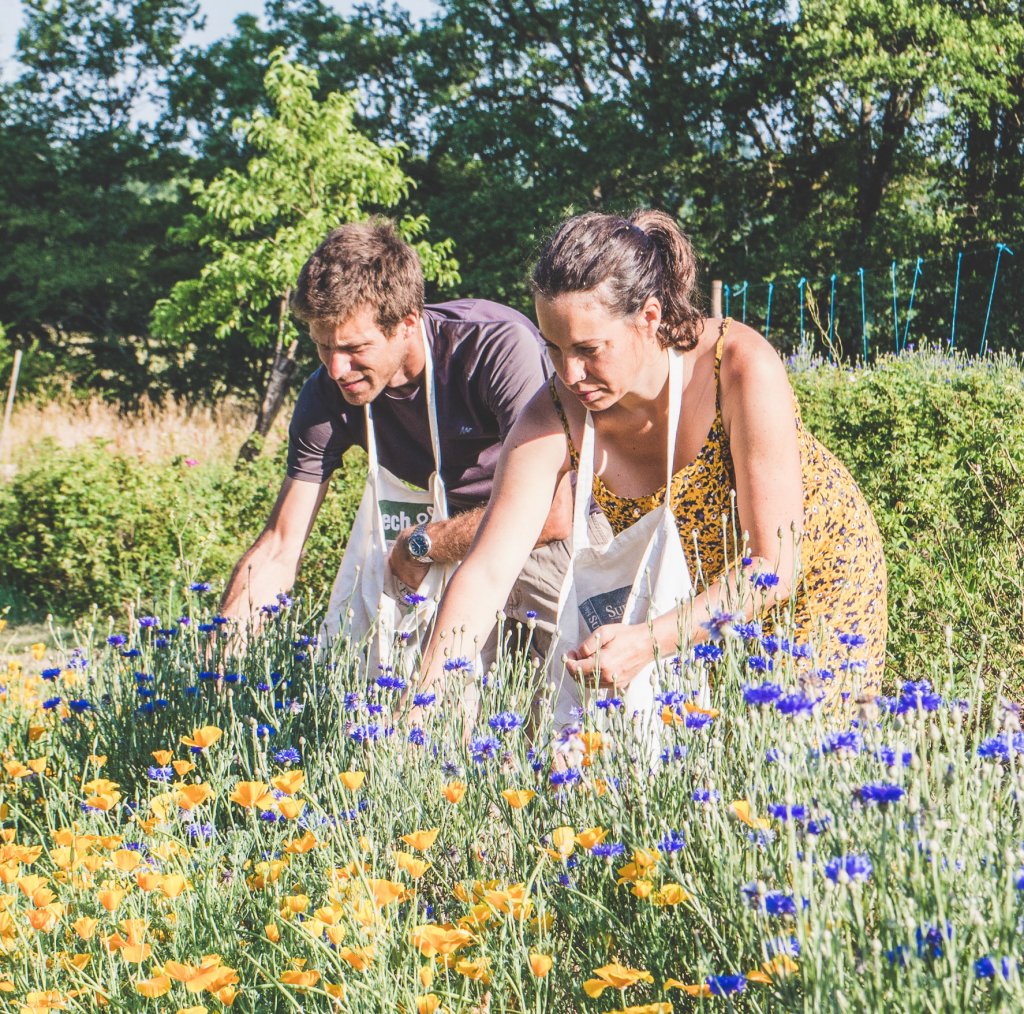 Melilotus: producteurs de plantes aromatiques et médicinales
