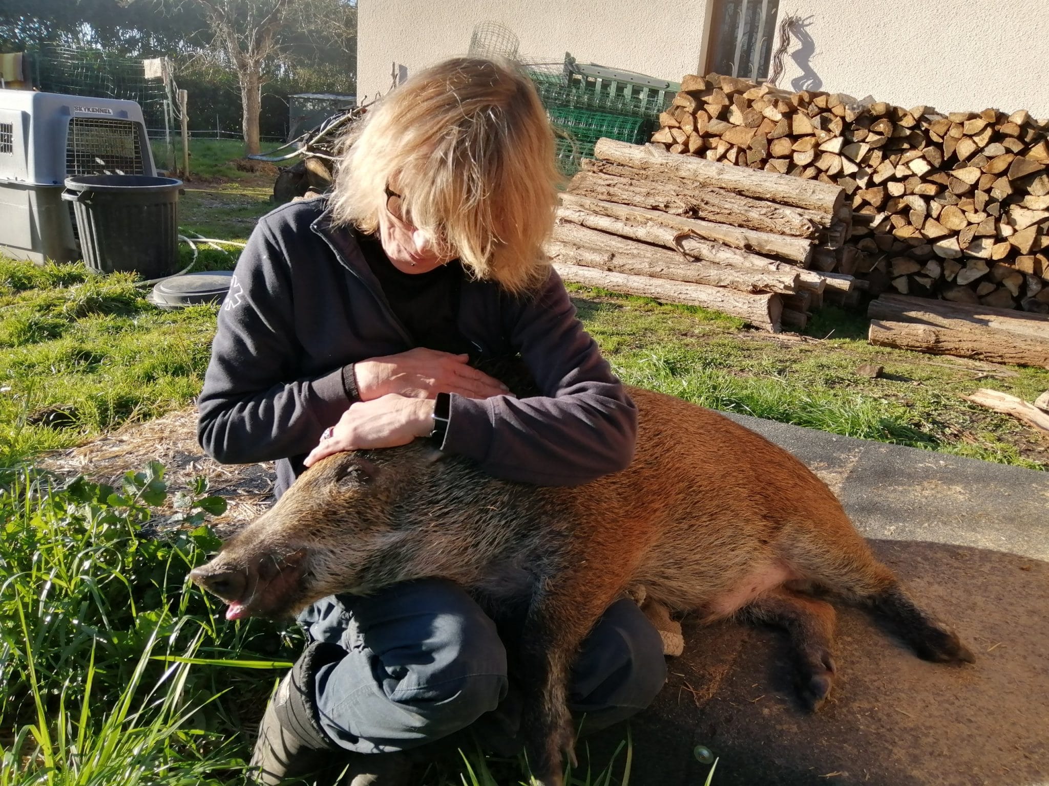 Woody, le sanglier adopté, est retourné à la vie sauvage - Le Parisien