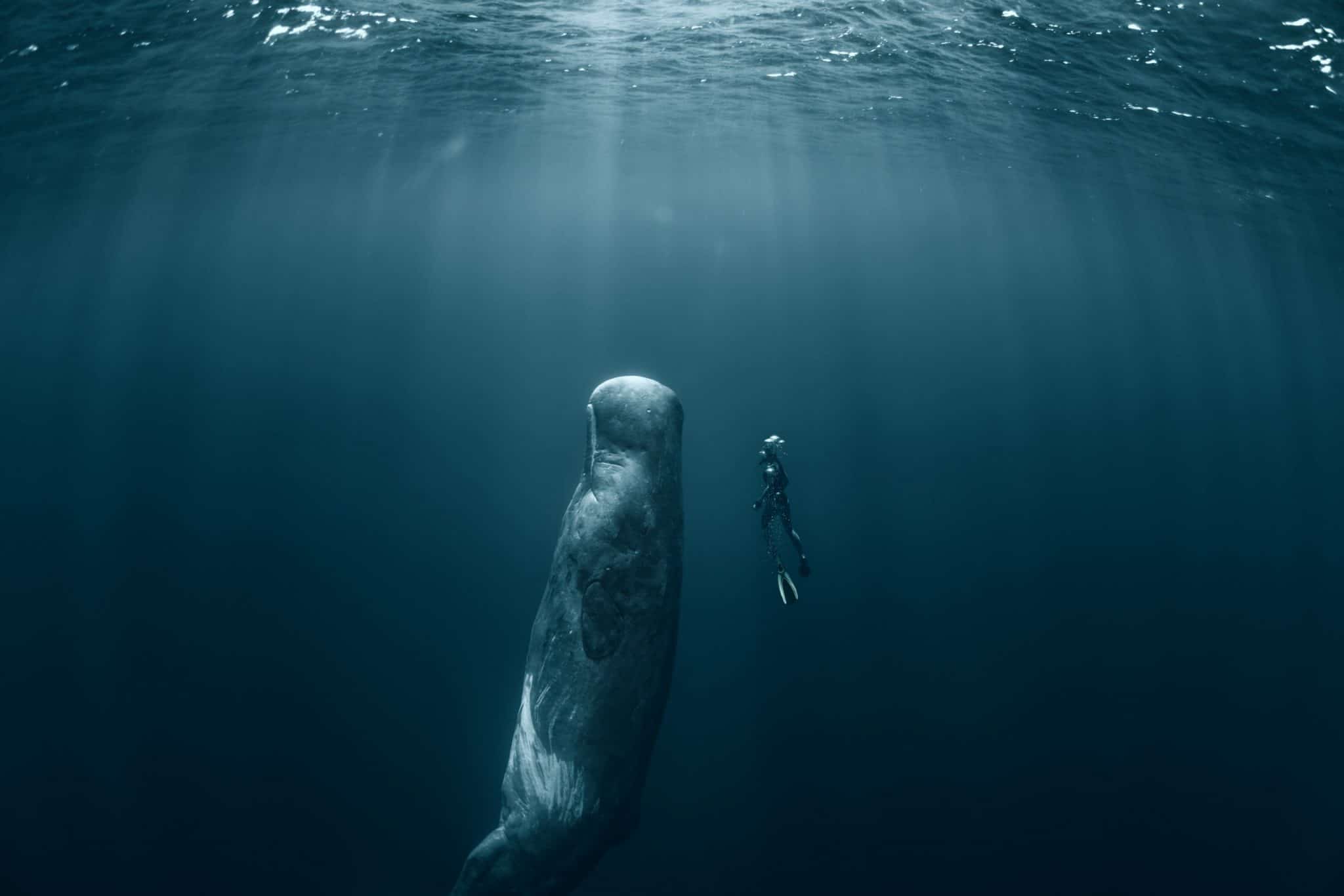 Livre : immersion sous -marine avec « Océans – Face à face », de Pierre Frolla