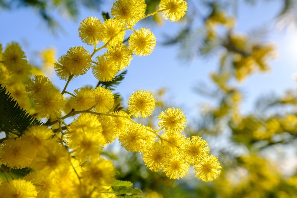 Tout savoir sur le mimosa