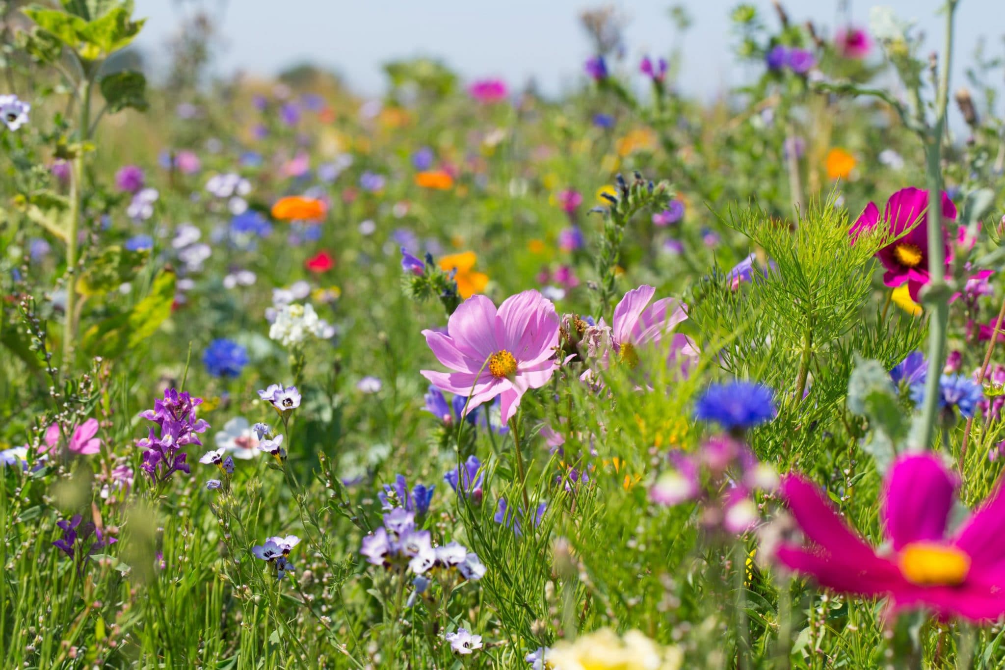 Avec Grainette, offrez des fleurs aux abeilles et préservez la biodiversité
