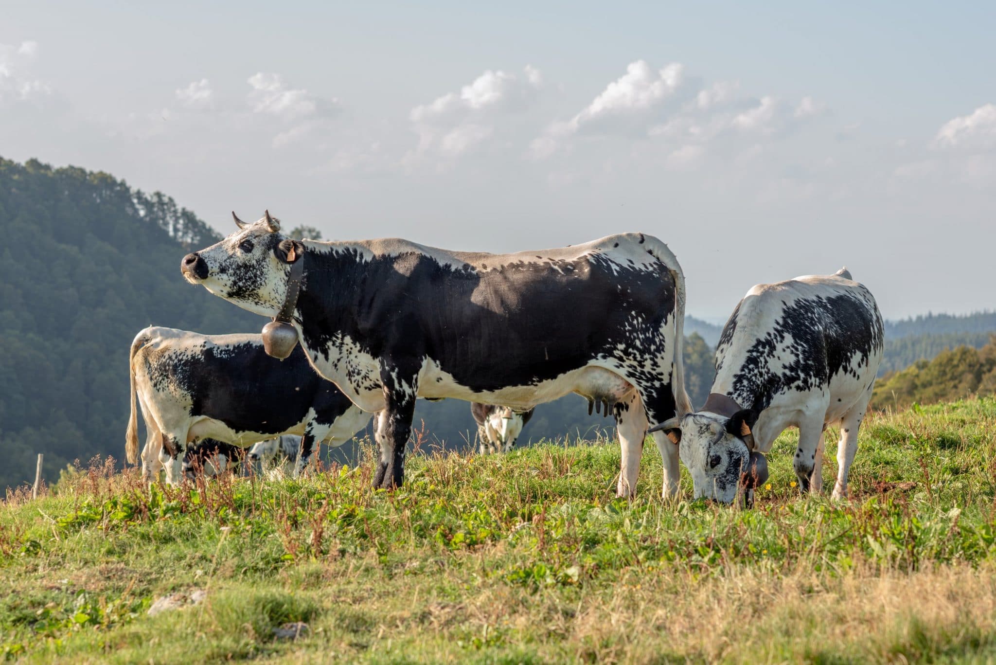 Rencontre avec des éleveurs de vaches françaises