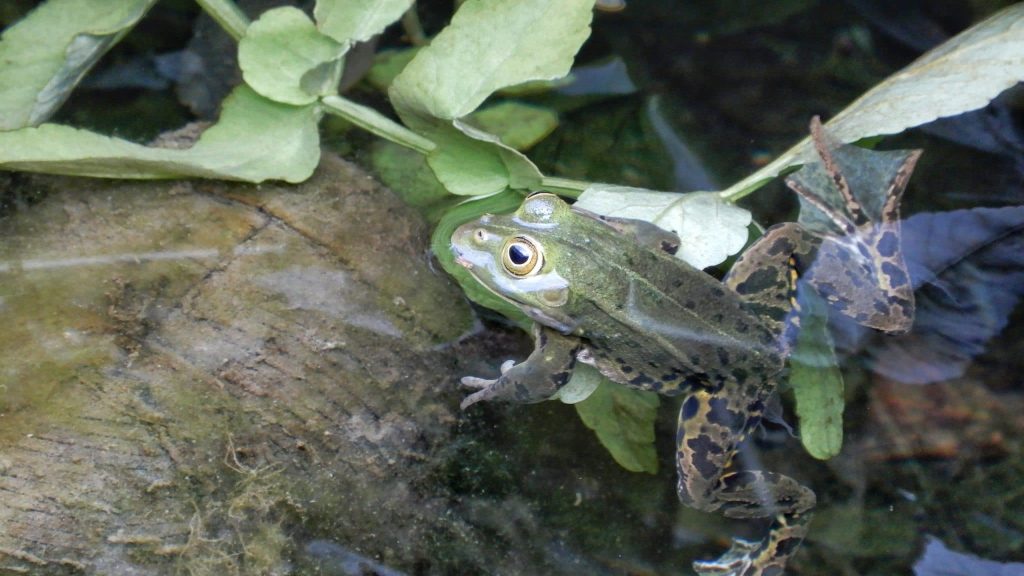 Environnement : plongez au cœur de la biodiversité animale