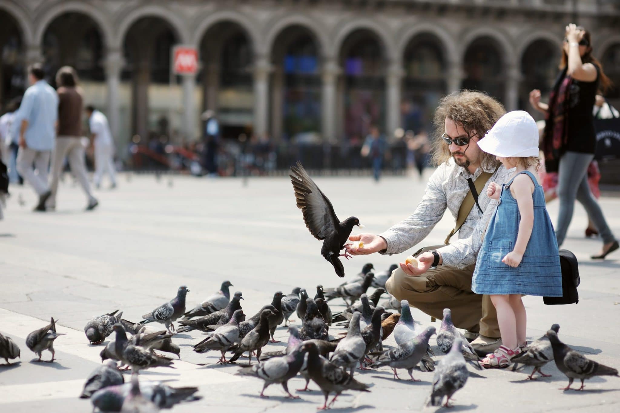 L’association Aerho veut réconcilier les pigeons et les humains en ville