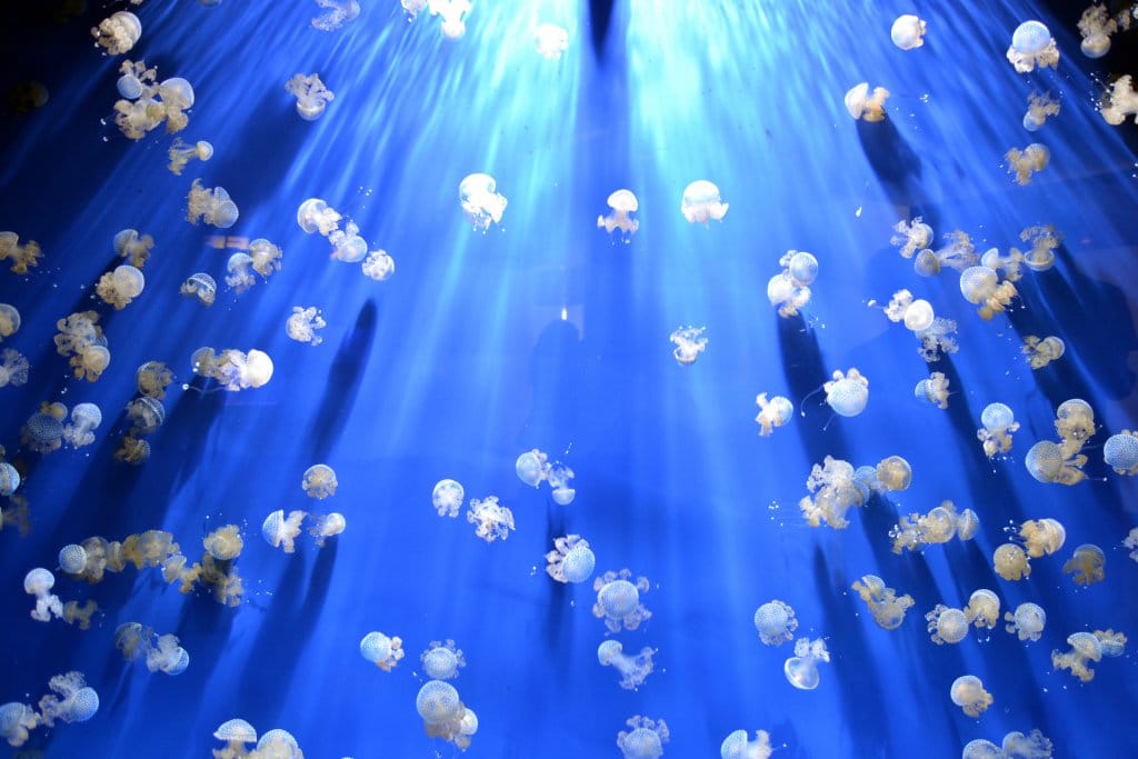 Plongez 20 mille lieues sous les mers