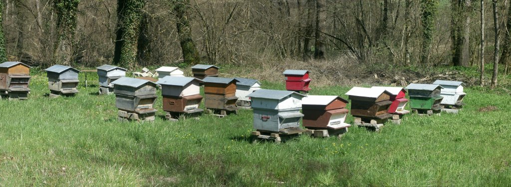 Animaux : tout savoir sur l’abeille noire de Savoie