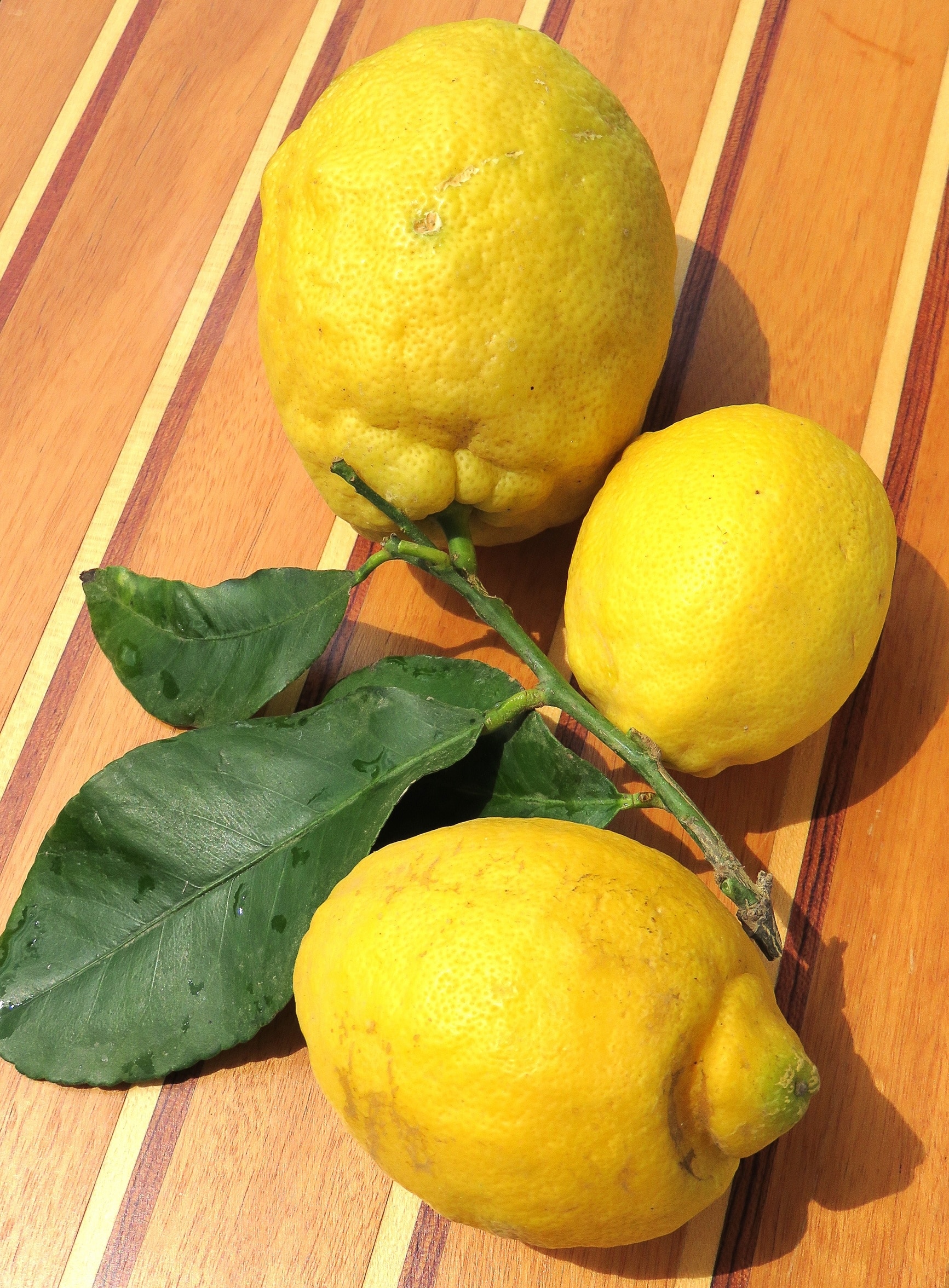 Tout savoir sur le Citron de Menton
