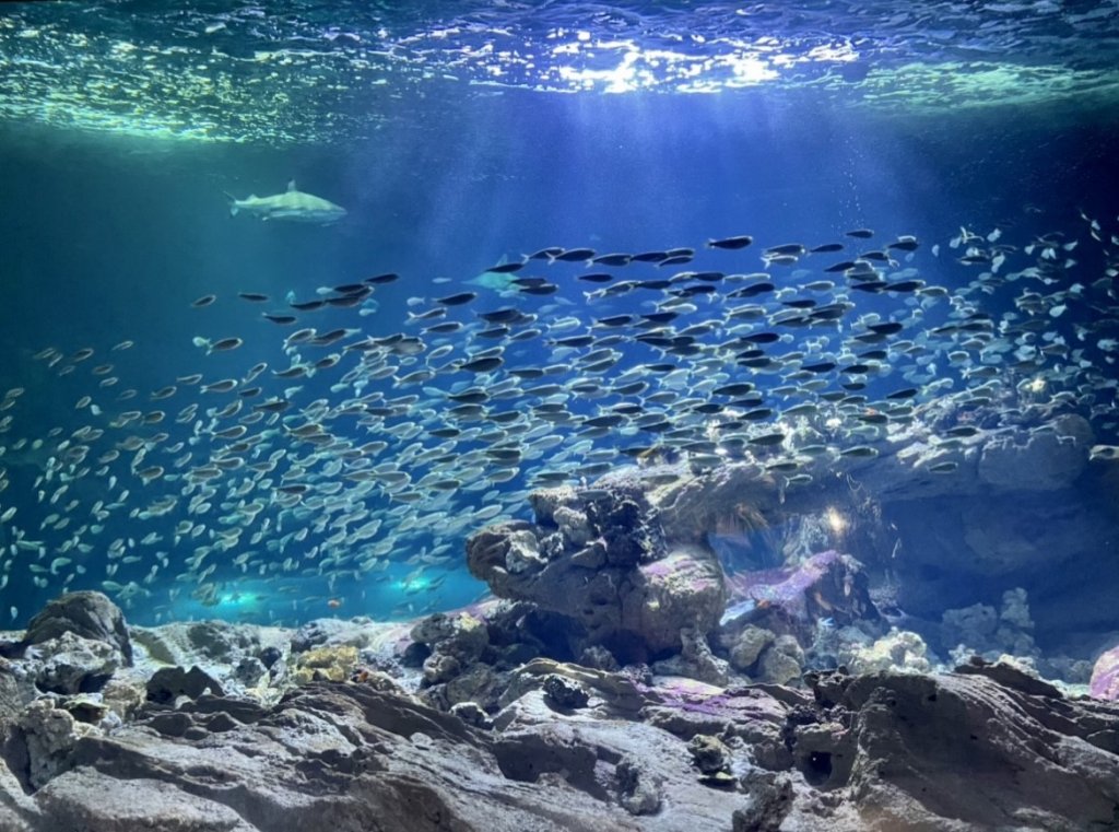 Dans l’aquarium de Paris
