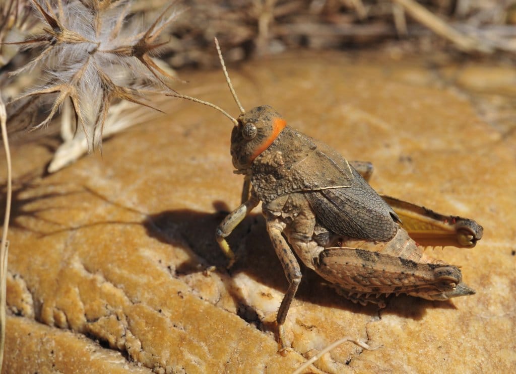 Animaux : le criquet de Crau, un indicateur environnemental à protéger