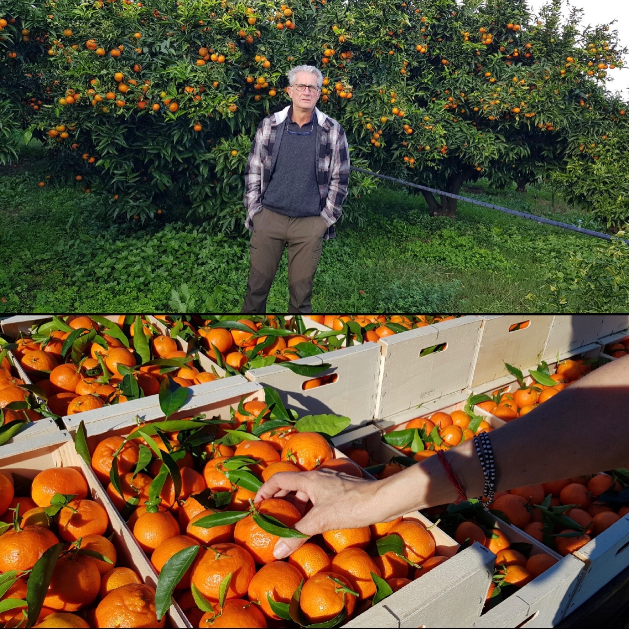 La clémentine : le fruit du temps des fêtes