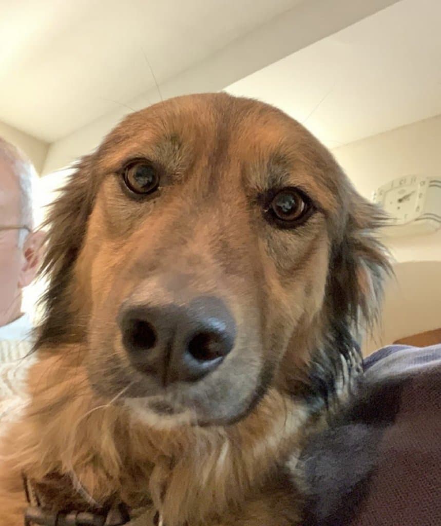 Cursinu, un chien très corse