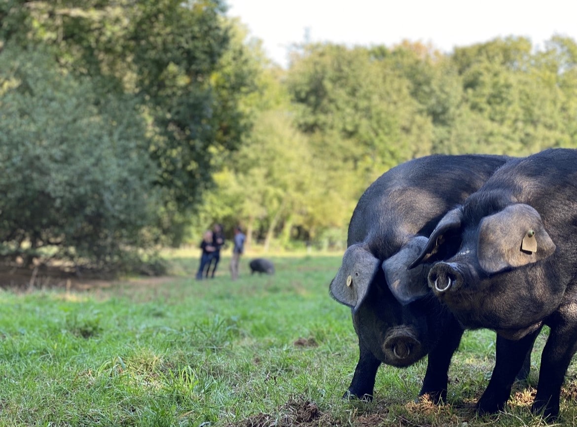 Porc noir de Bigorre : l’histoire de la renaissance de cette race
