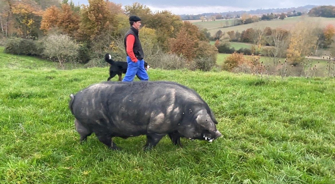 Le Noir de Bigorre, race de cochon endémique au Sud-Ouest