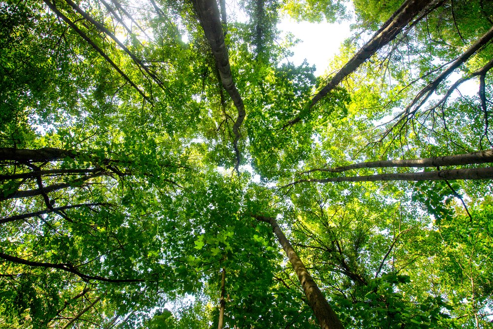 Forestor : Collecter le CO2 grâce à des forêts de proximité