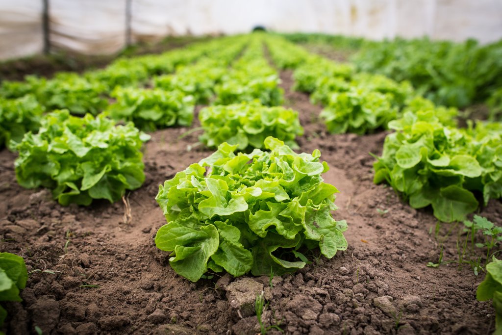 Connaissez-vous le glanage solidaire ?