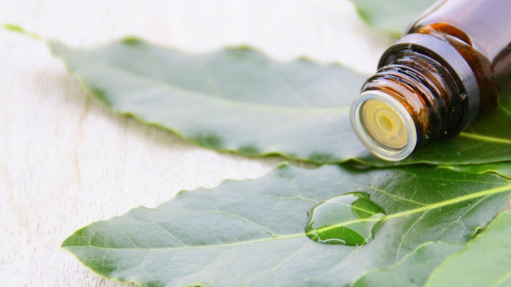 Huiles essentielles : le laurier, une plante sur laquelle se reposer