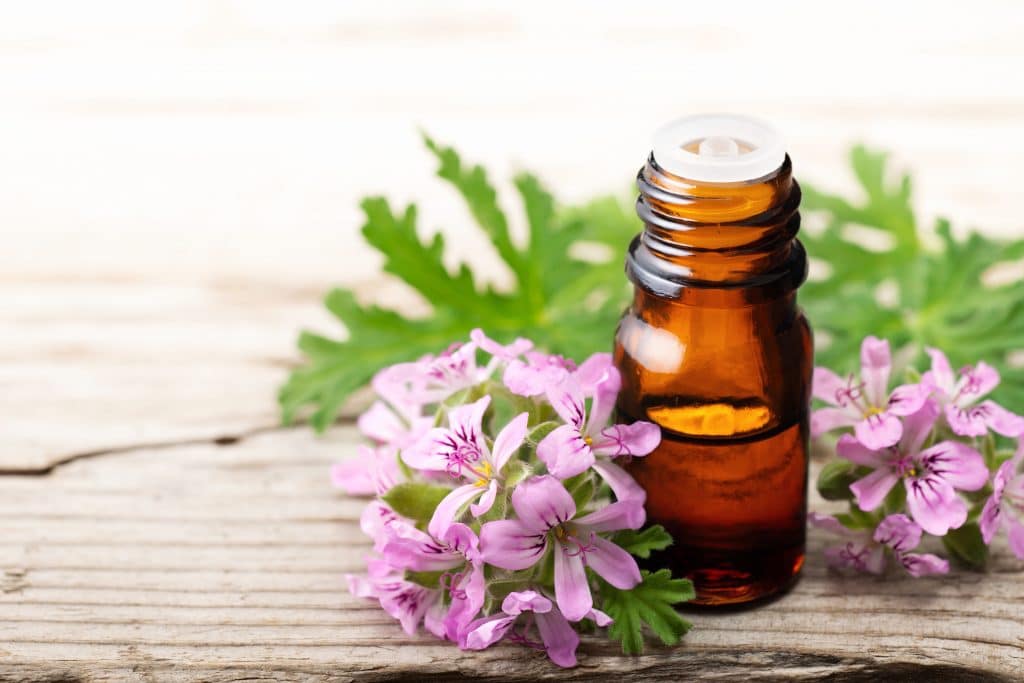 Huiles essentielles : le géranium rosat, la régénérante