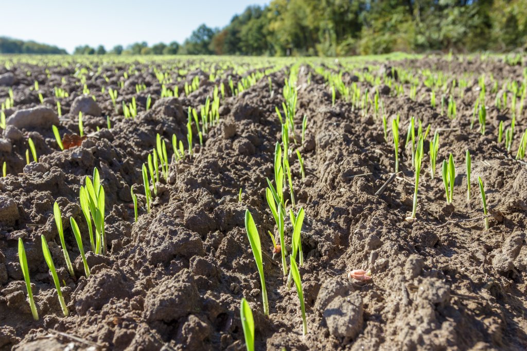Maine-et-Loire : à la ferme de Sainte-Marthe, semences et plants bio sont rois