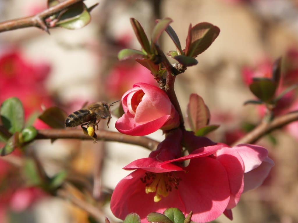 Les abeilles ont tout bon !