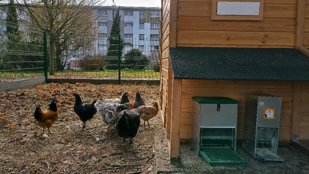 Gironde : un poulailler collectif à vocation sociale et environnementale
