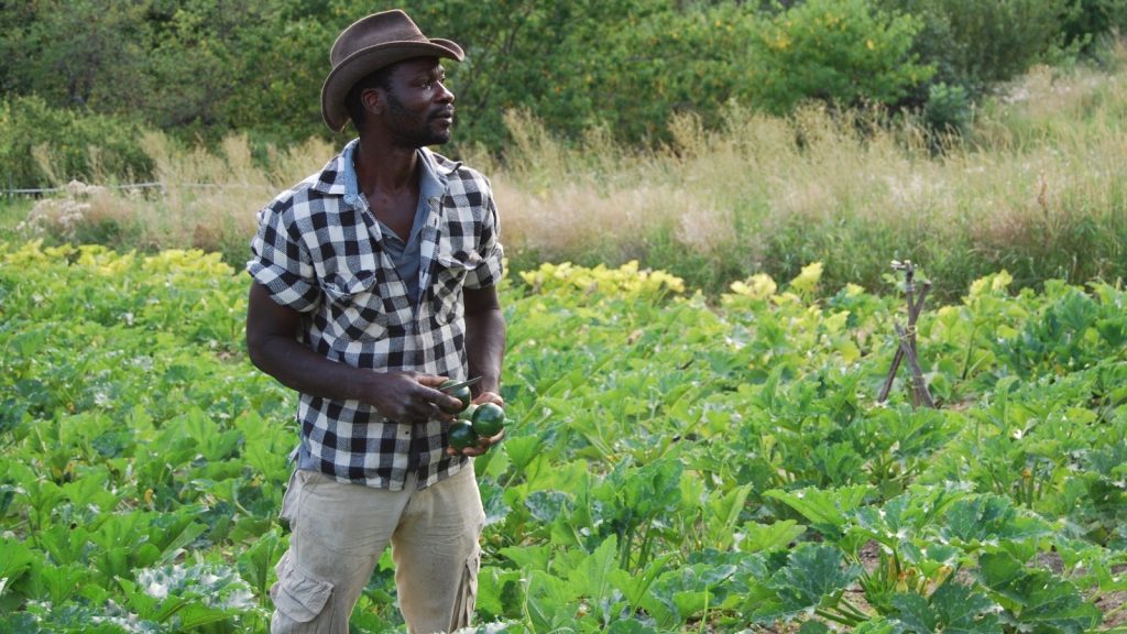 Du Togo aux Alpes-Maritimes, la nouvelle vie de Pierre, maraîcher