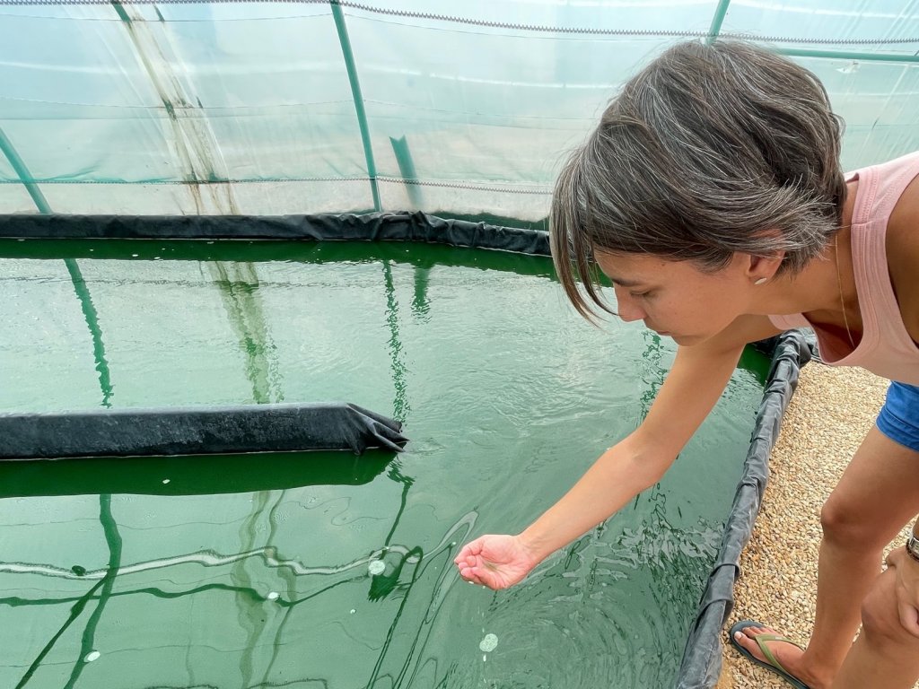 Céline et Sébastien, spiruliniers : zoom sur l’aliment du futur