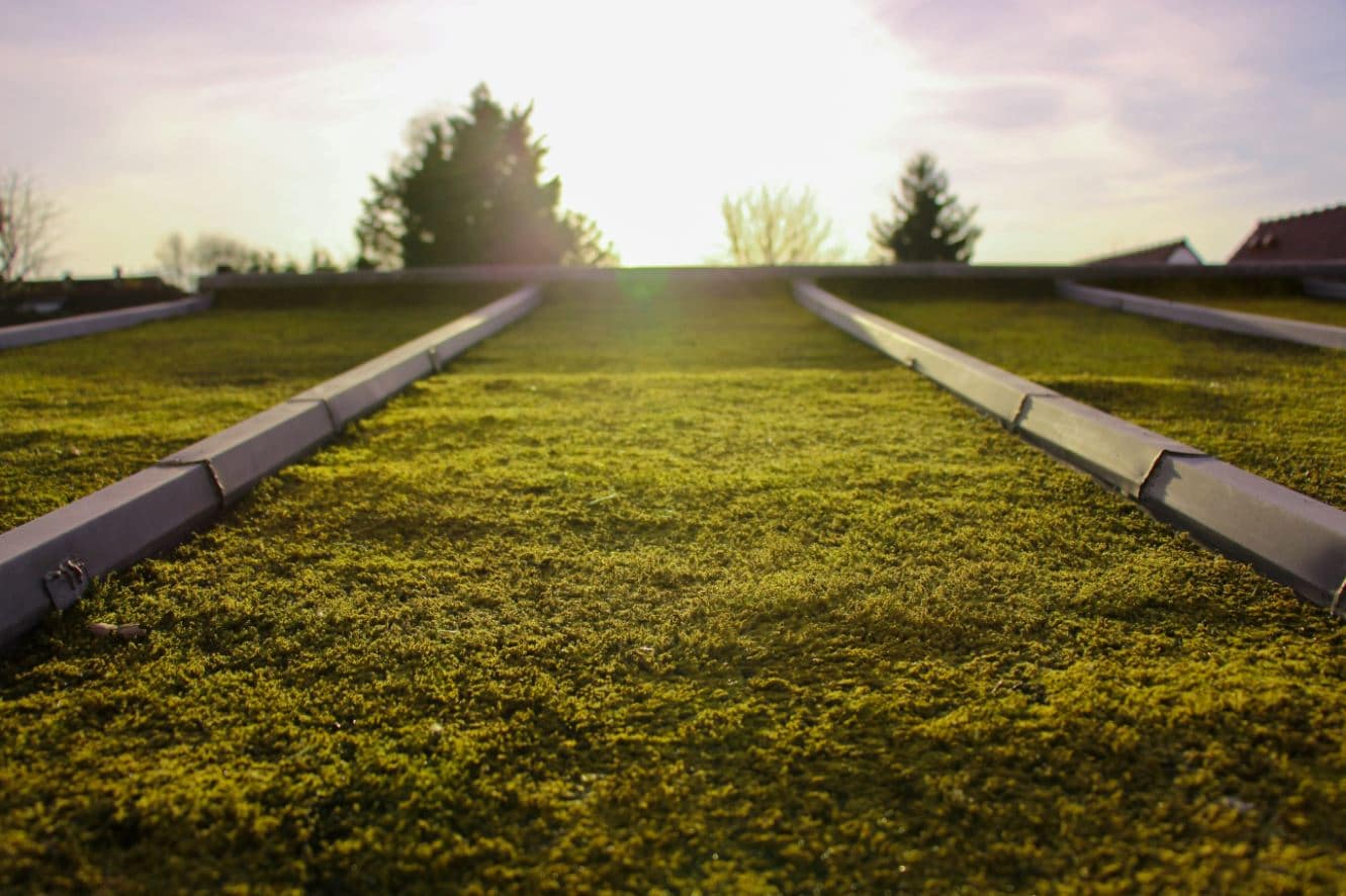 Power Of Moss : de la mousse végétale sur les toits pour dépolluer nos villes