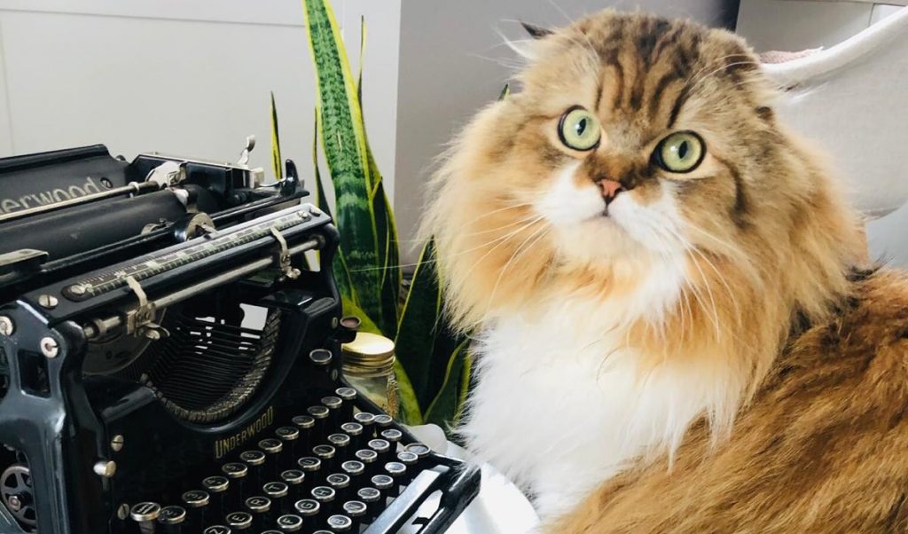 Chien ou chat: avec quel animal télétravailler?