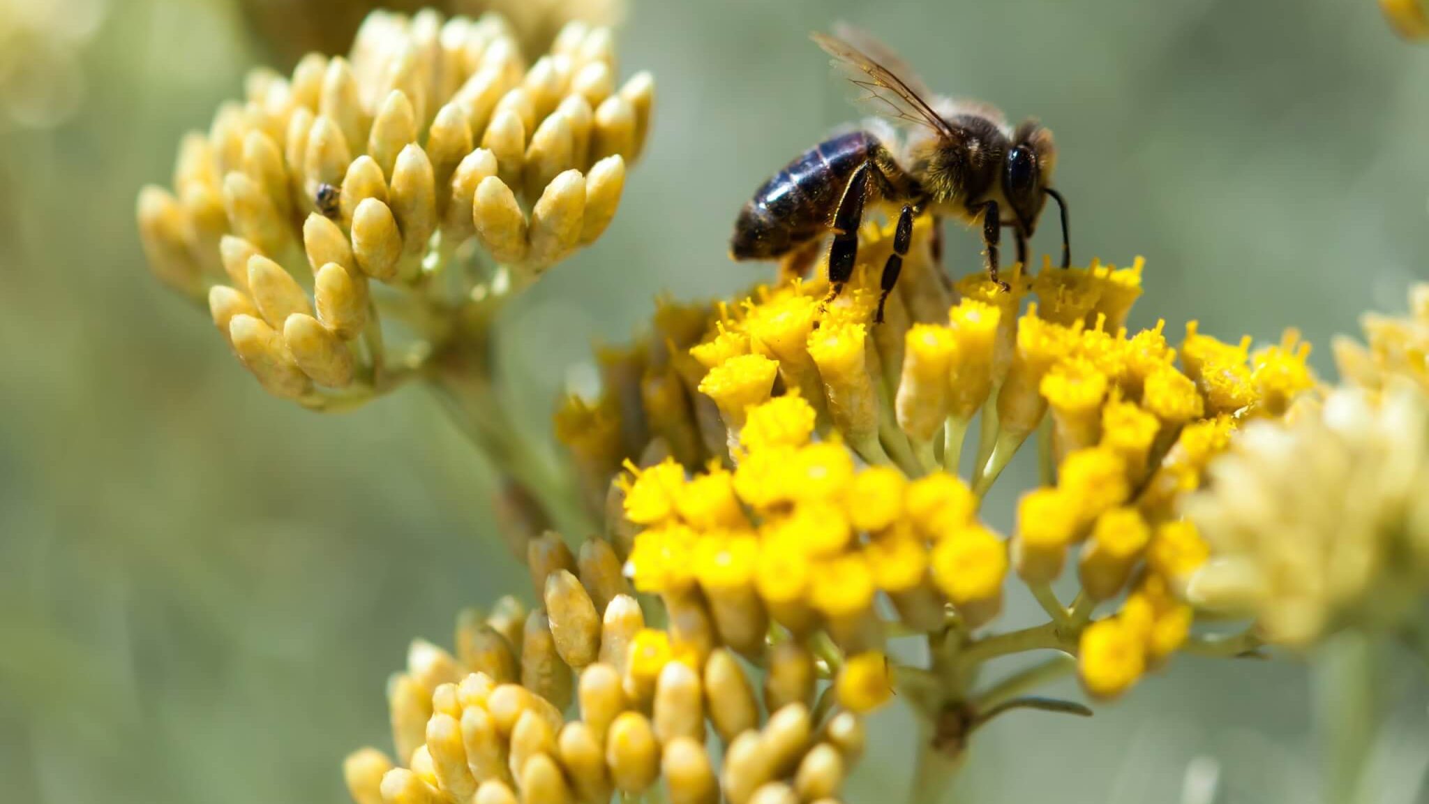 Abeille sur immortelle - Corse