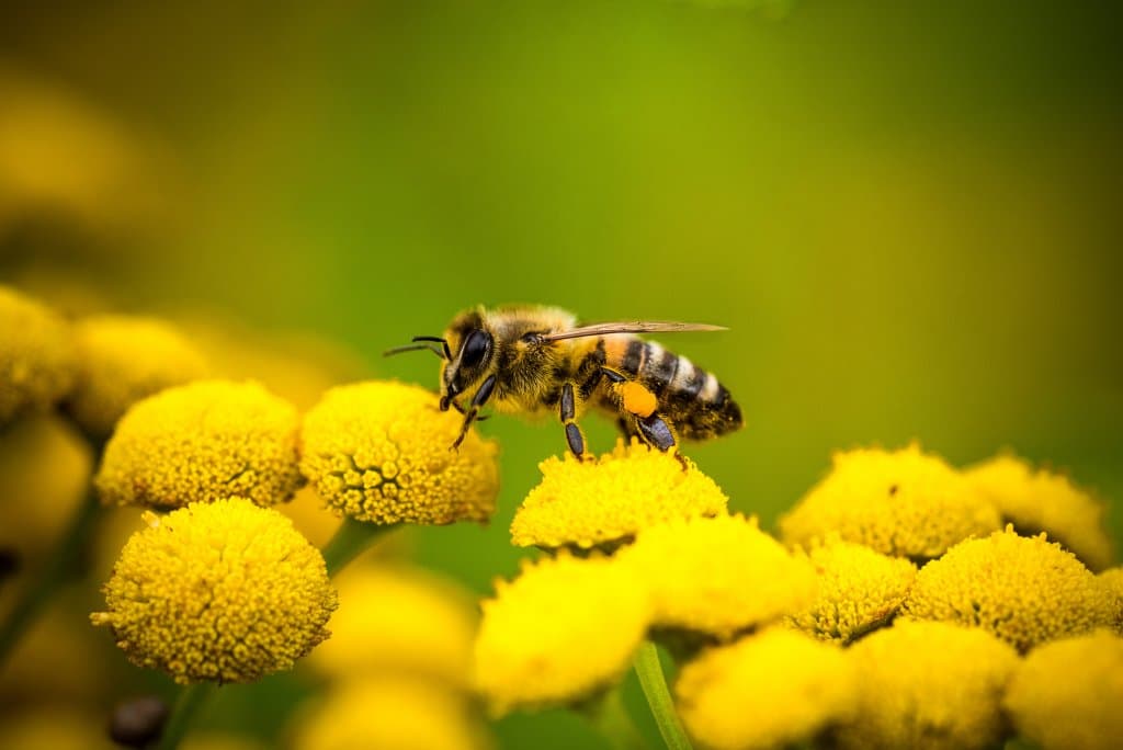 Des graines gratuites pour faire pousser des fleurs et sauver les abeilles