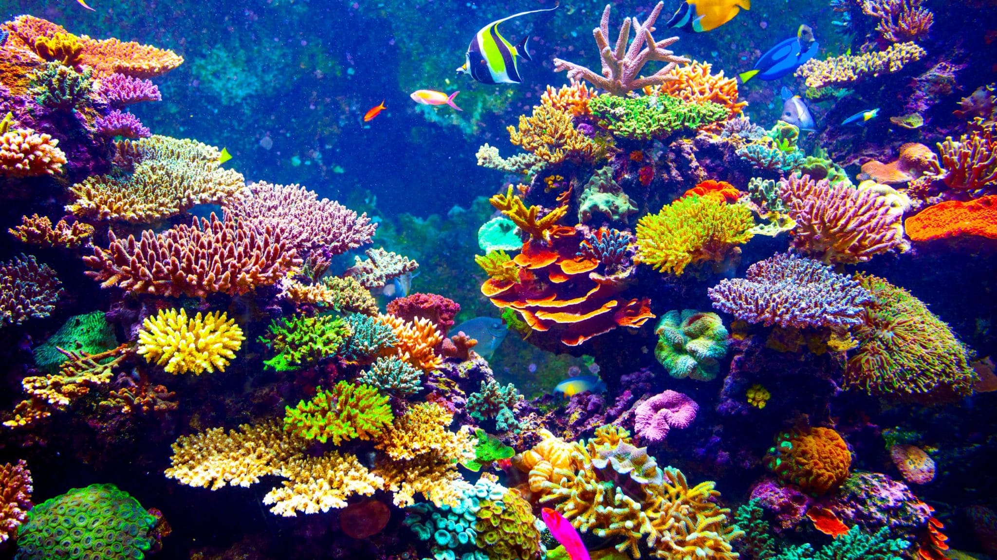 corail coraux poissons mer bleue