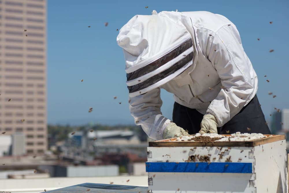 Mike, apiculteur urbain : les différentes espèces d’abeilles
