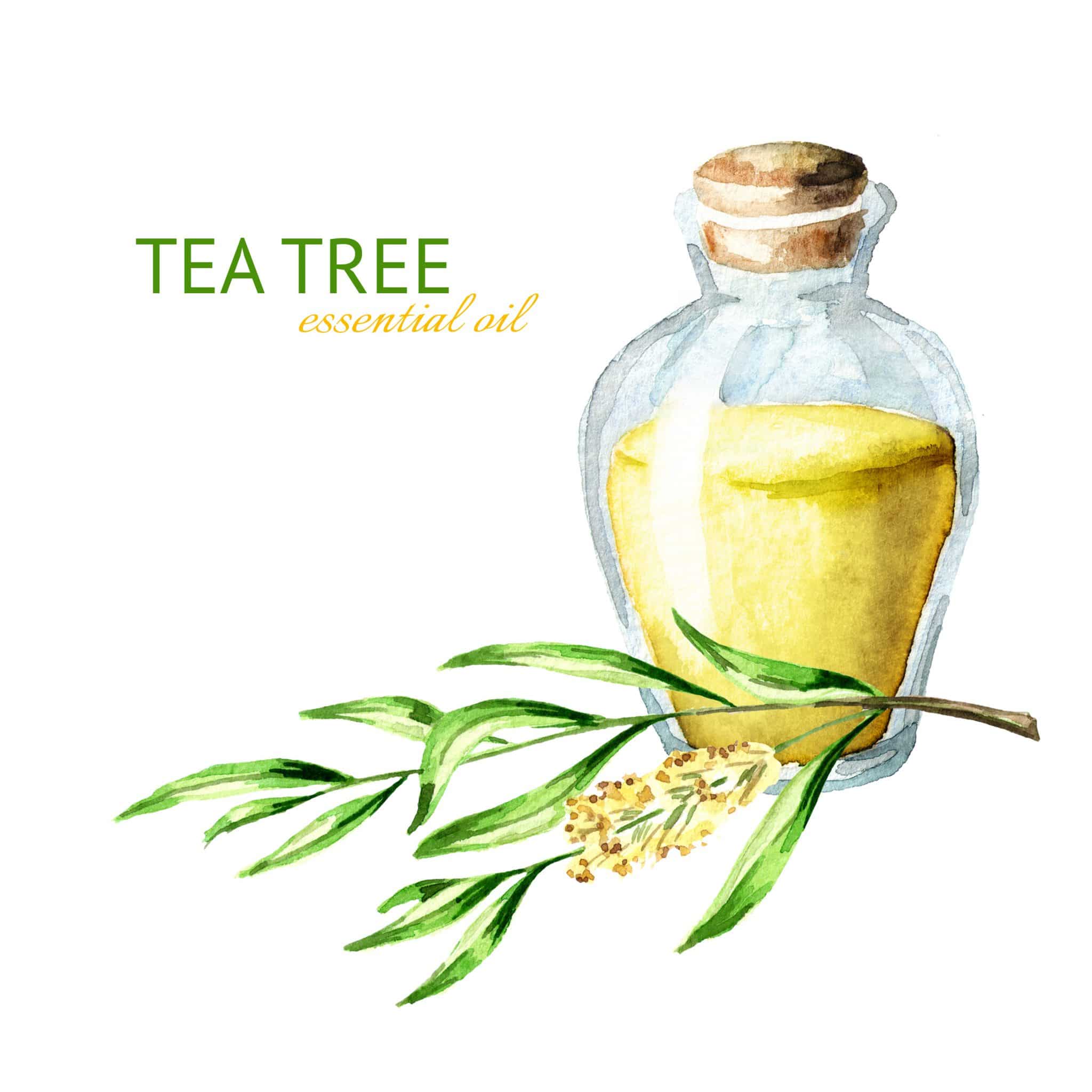 L’arbre à thé – 2 min