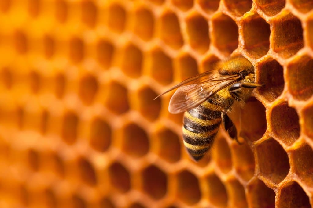 Bee on honeycomb.