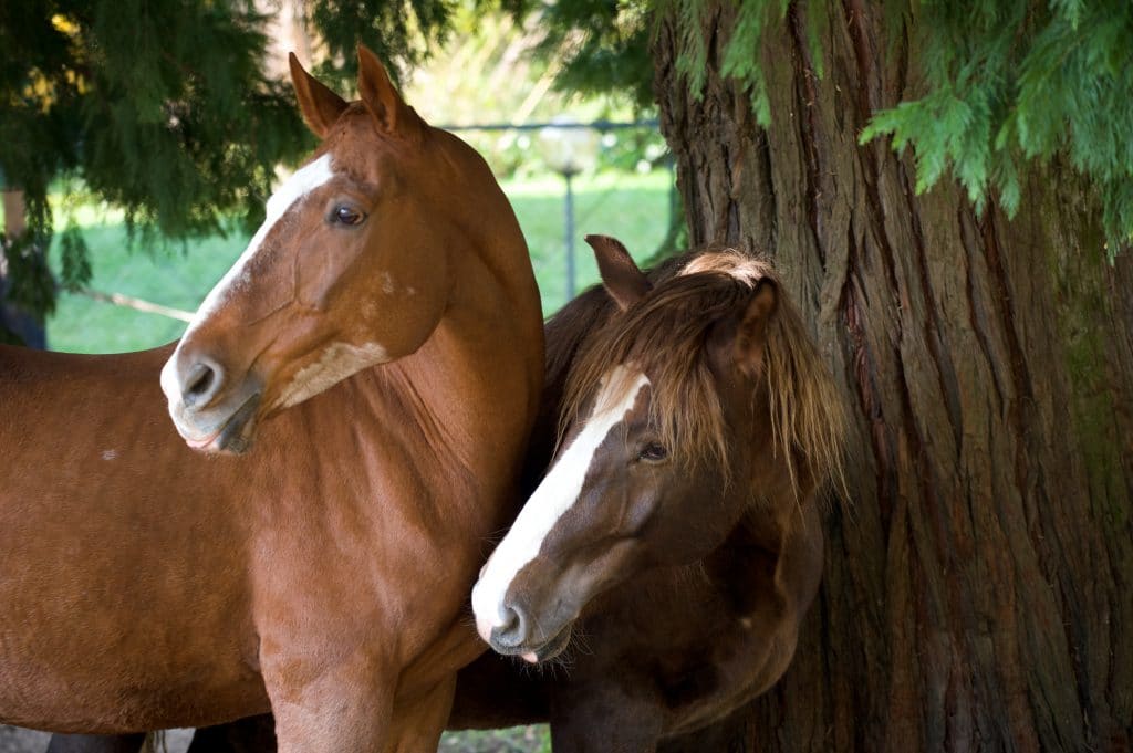 Bretagne : la bienveillance au cœur d’un club équestre