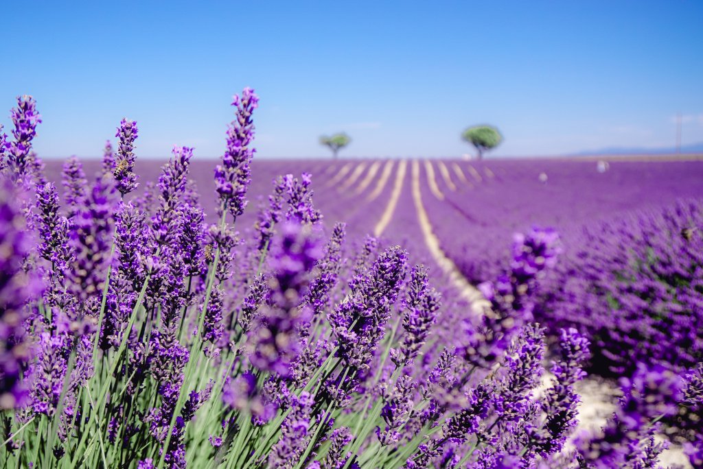 Champ de Lavende à Valensole, Aix-en-Provence, France