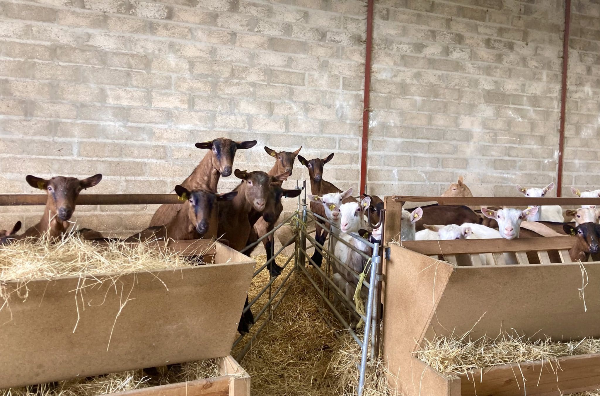 Yvelines : Manon transforme le lait de ses chèvres en glaces