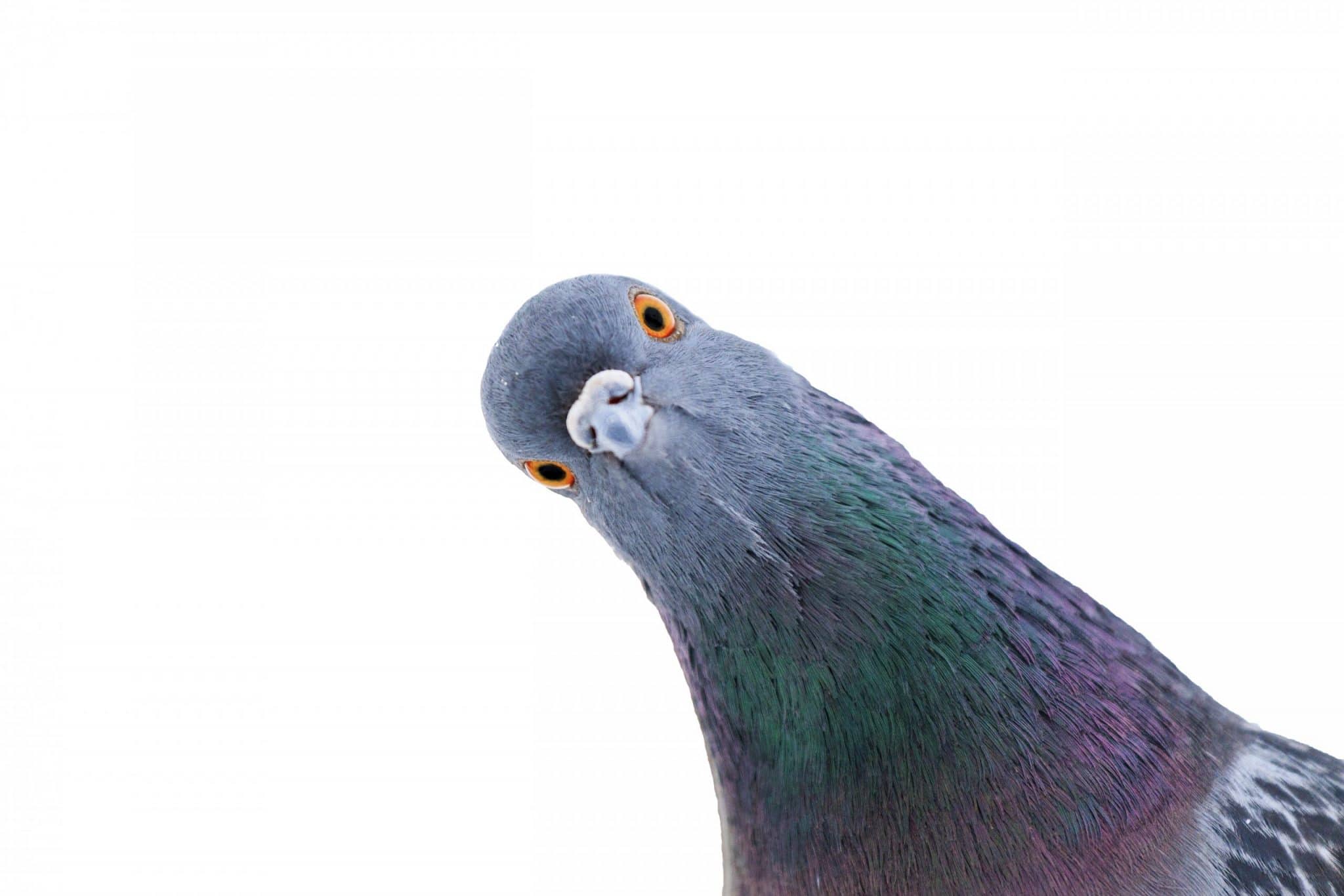 La colombophilie : les pigeons peuvent être extraordinaires