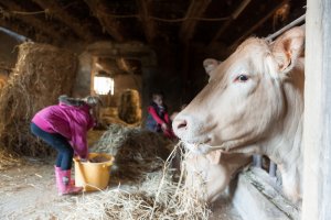 Des enfants donnent à manger à des vaches dans une vieille ferme