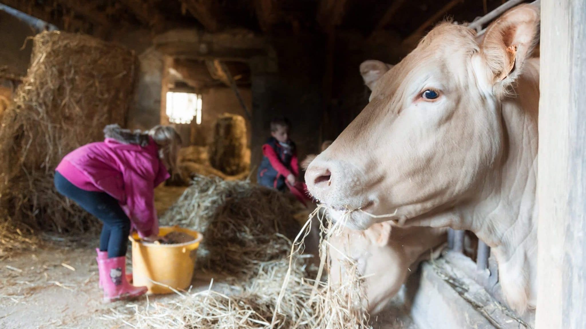 Des enfants donnent à manger à des vaches dans une vieille ferme