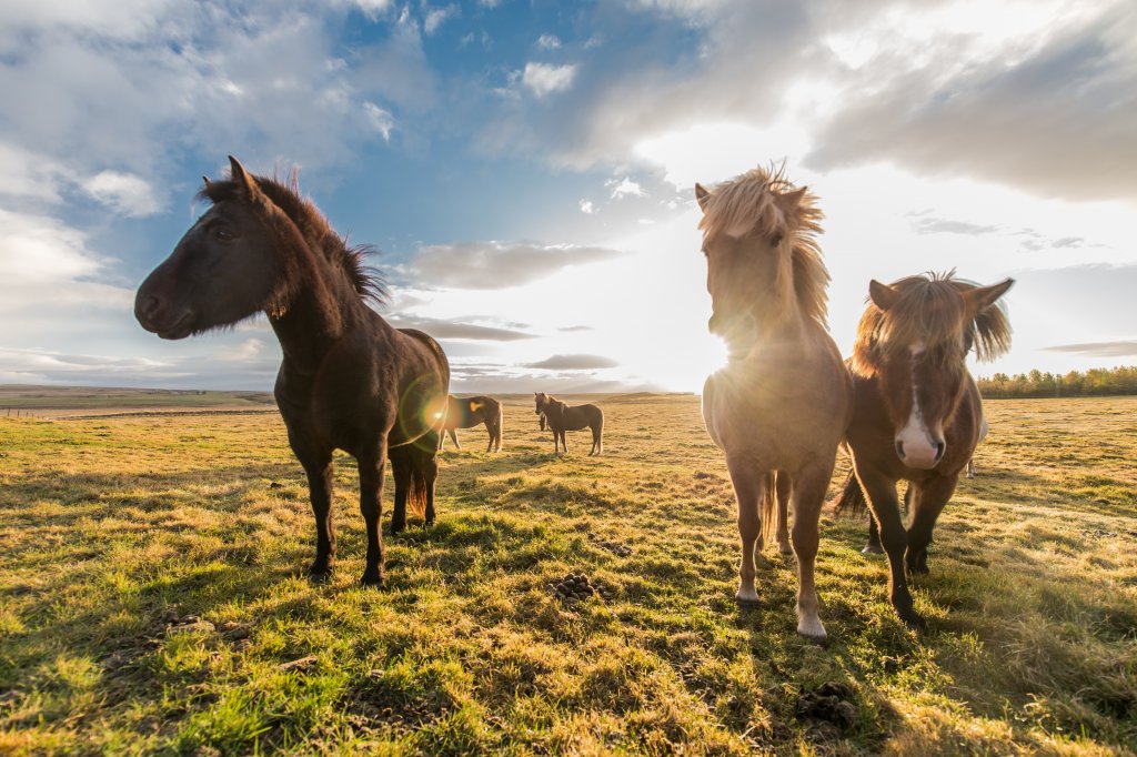 Découvrez l’équitation naturelle