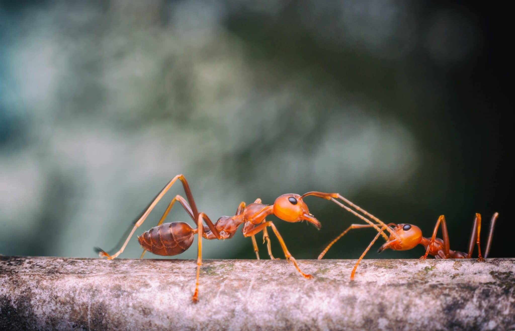 Ces fourmis qui peuvent détecter le cancer