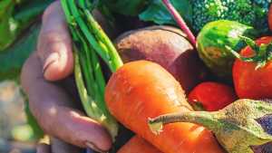 legumes du potager