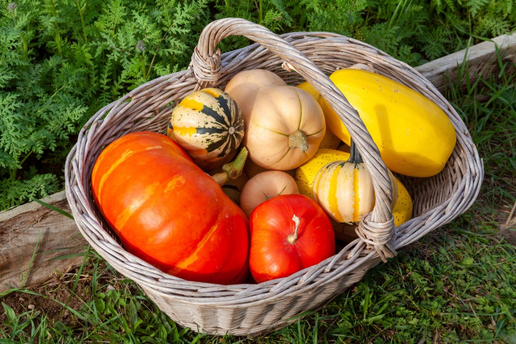 Tout savoir sur le potimarron et les autres courges