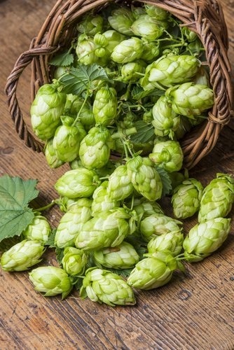 La fabrication de la bière avec la plante houblon