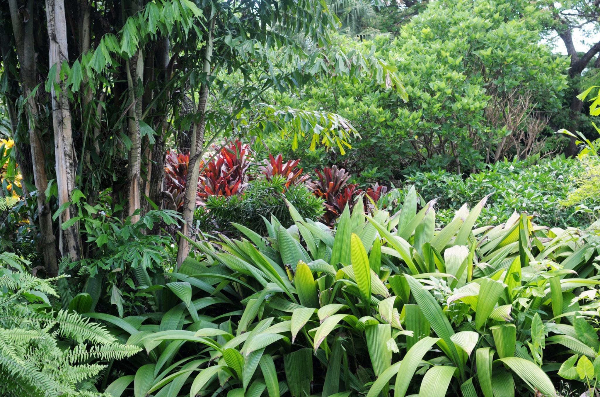 La permaculture selon Philippe Sahagian, pionnier de la permaculture en Guadeloupe