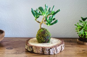 Kokedama of a succulent plant called Crassula Ovata Gollum or Hobbit on a wooden table