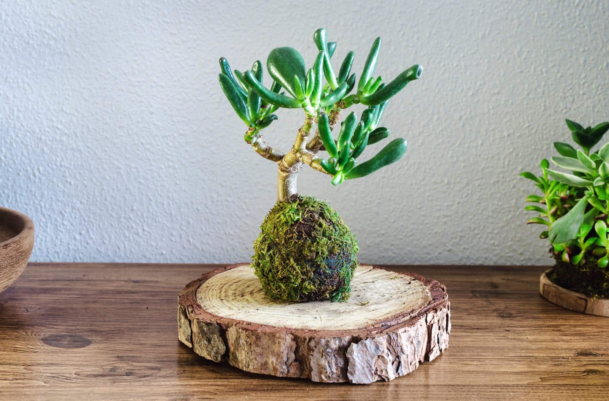 Découvrez le Kokedama, un art floral japonais magnifique